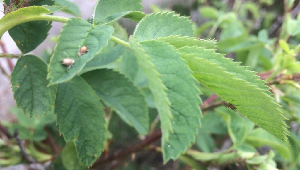 Two tiny insects crawling on a rose leaf.