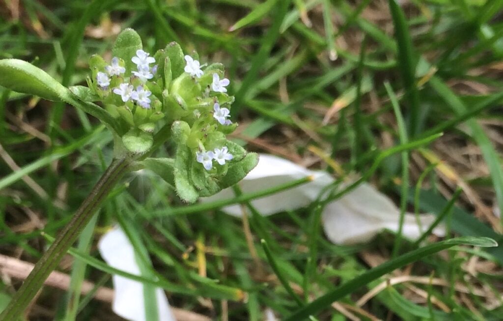 Some tiny lilac-coloured flowers, each just a few millimetres across. In the background, a few cherry blossom flakes lie fallen in grass.