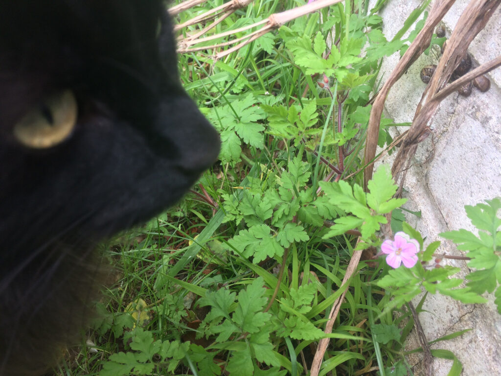 A black cat's face, in front of a small purple flower and green leaves, growing in front of a white wall, on which there is a cluster of small snails.