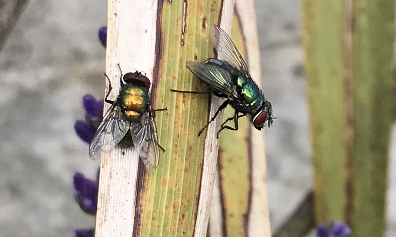 Two flies resting on a stalk, showing vivid iridescence.