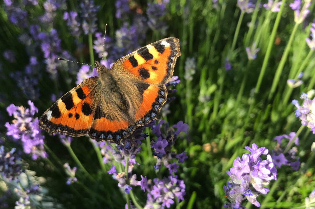 An orange butterfly, with black, yellow and white markings