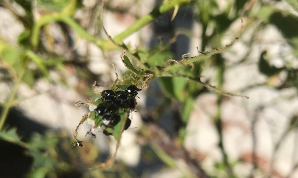 A cluster of tiny black insects on a highly-chewed leaf