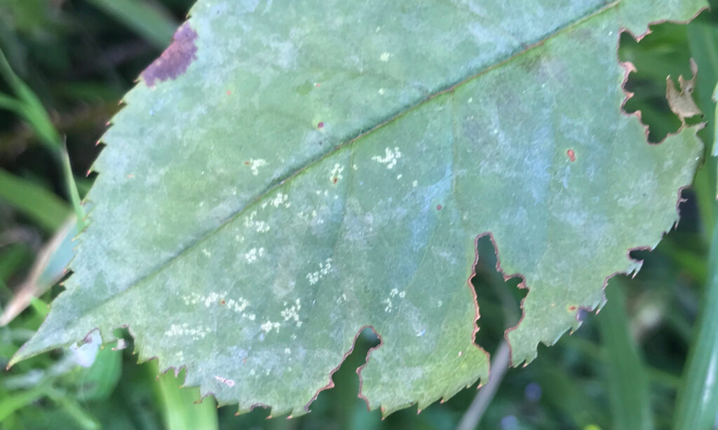 A rose leaf with insect-gnawed gaps on its edges.