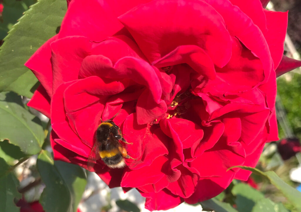 A white-tailed bumble bee on a bright red rose.
