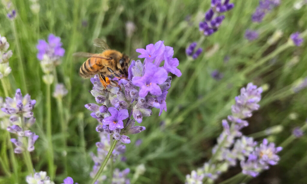 A bee foraging for nectar on a stalk of lavender.