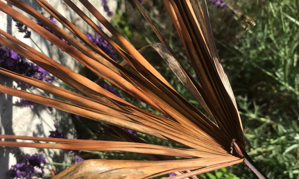 A splayed cluster of fronds. turned brown in the heat