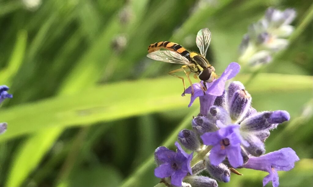 Some sort of fly(?) feeding on nectar