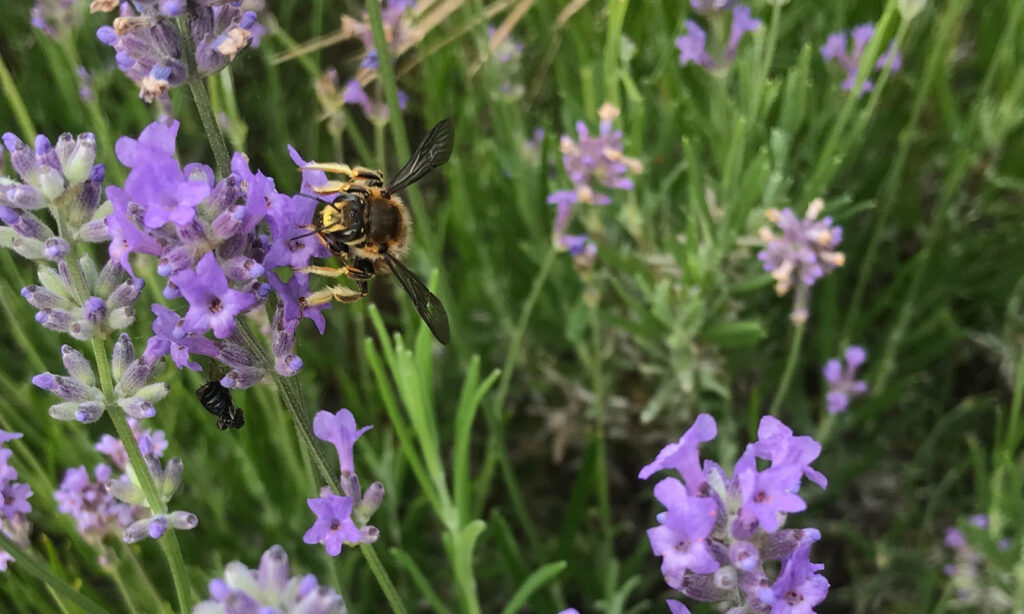 The same bee, seen from head-on, resting on a flower. From this angle, more of its fuzzy hairs can be seen.