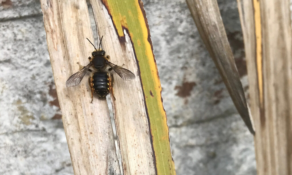 A black-bodied bee resting on a long, dried-out frond