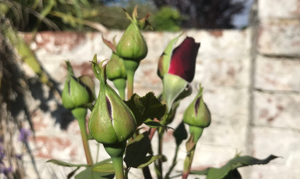 A cluster of rose buds, one opening to reveal scarlet petals waiting to open