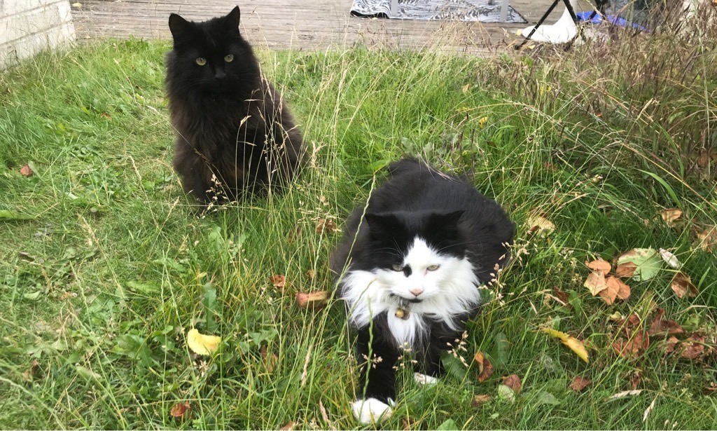 Black cat & black-and-white cat on an unmown lawn