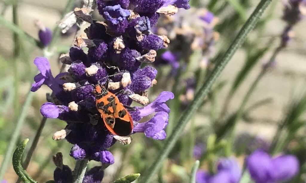 Orangey-red and black insect